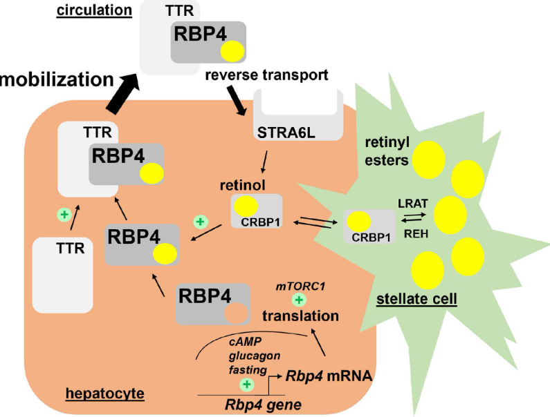视黄醇结合蛋白RBP多抗