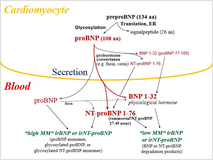 NT-proBNP antibody