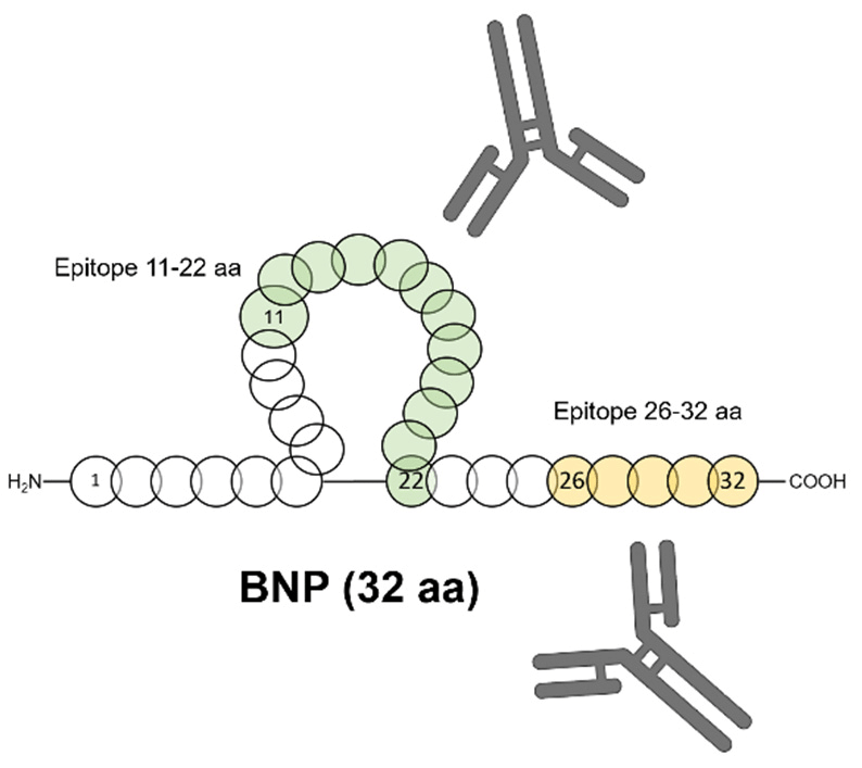BNP抗体