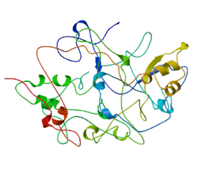 甲状腺过氧化物酶（TPO）抗体