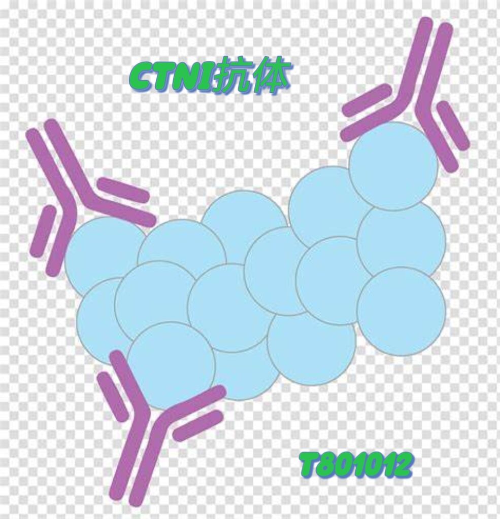 抗人肌钙蛋白I cTnI抗体