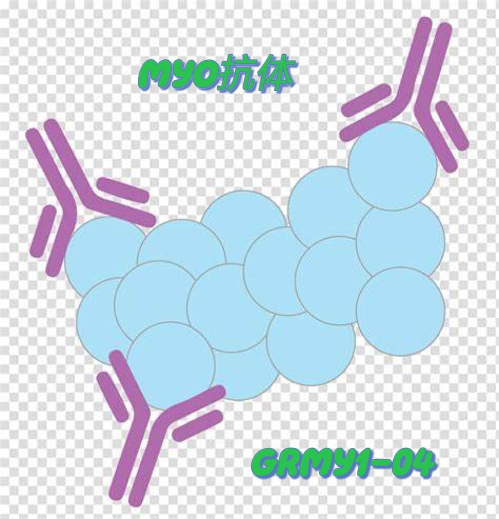 肌红蛋白Myo抗体