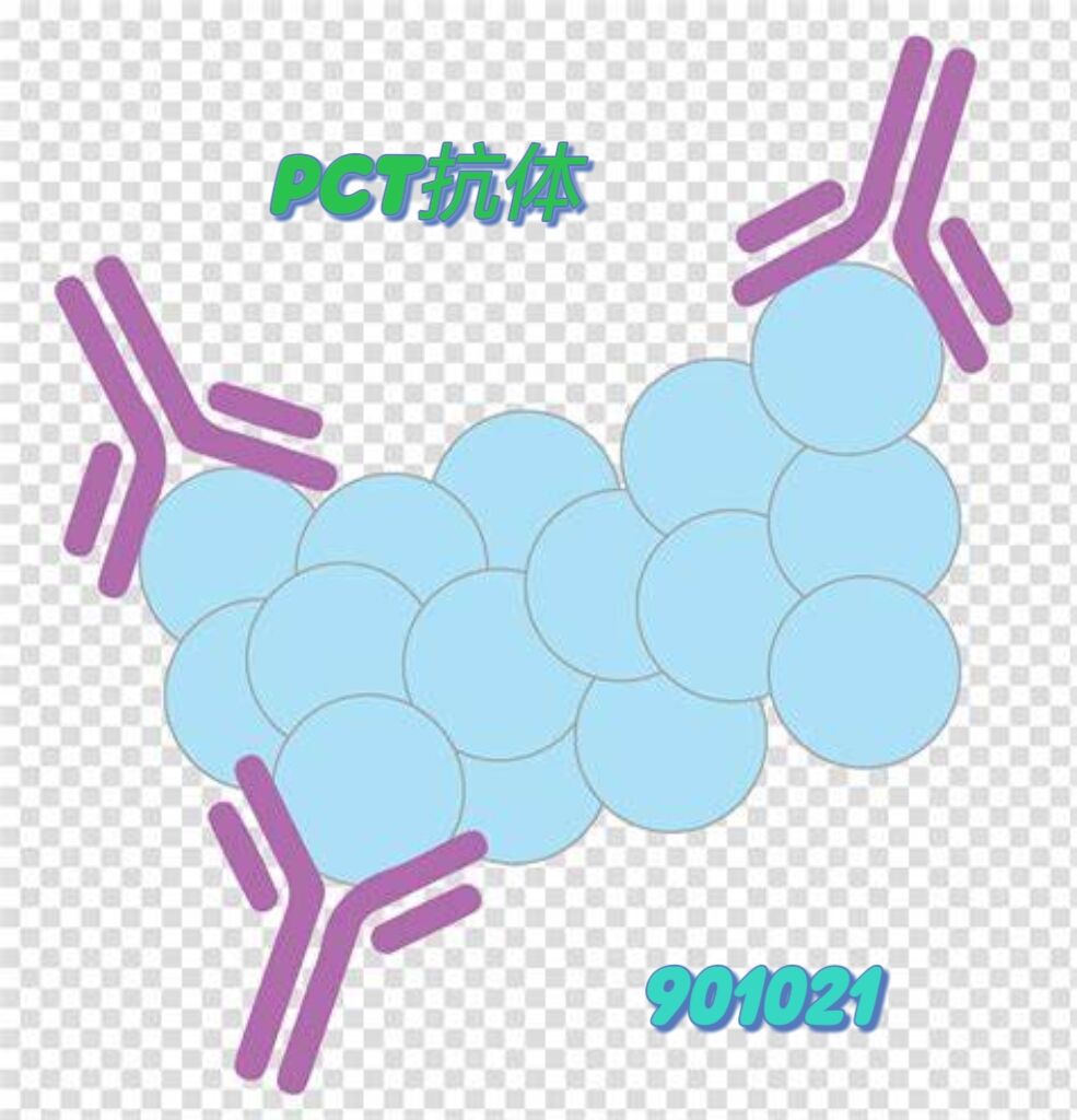 抗人PCT抗体