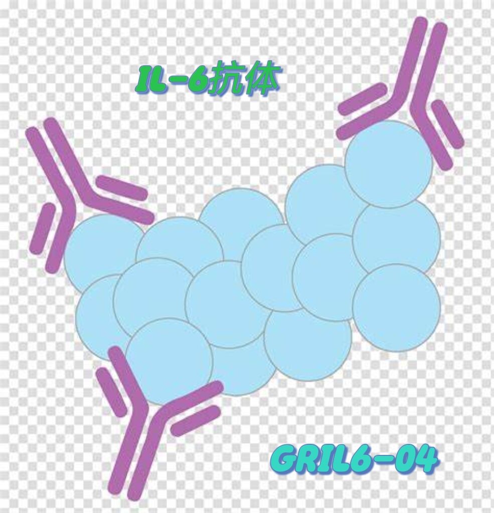 鼠抗人IL-6抗体