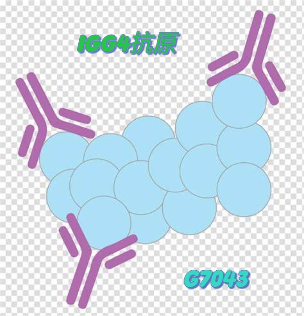 IgG4抗原