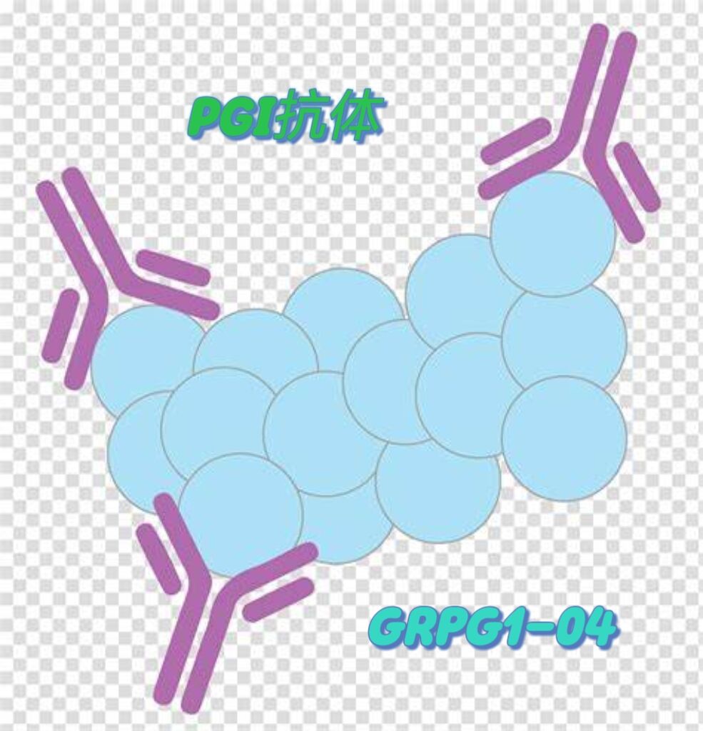胃蛋白酶原I（PGI）抗体