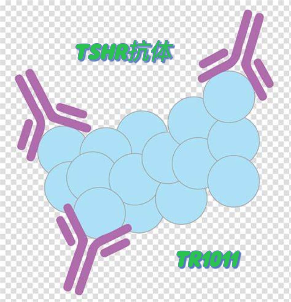 TSHR抗体