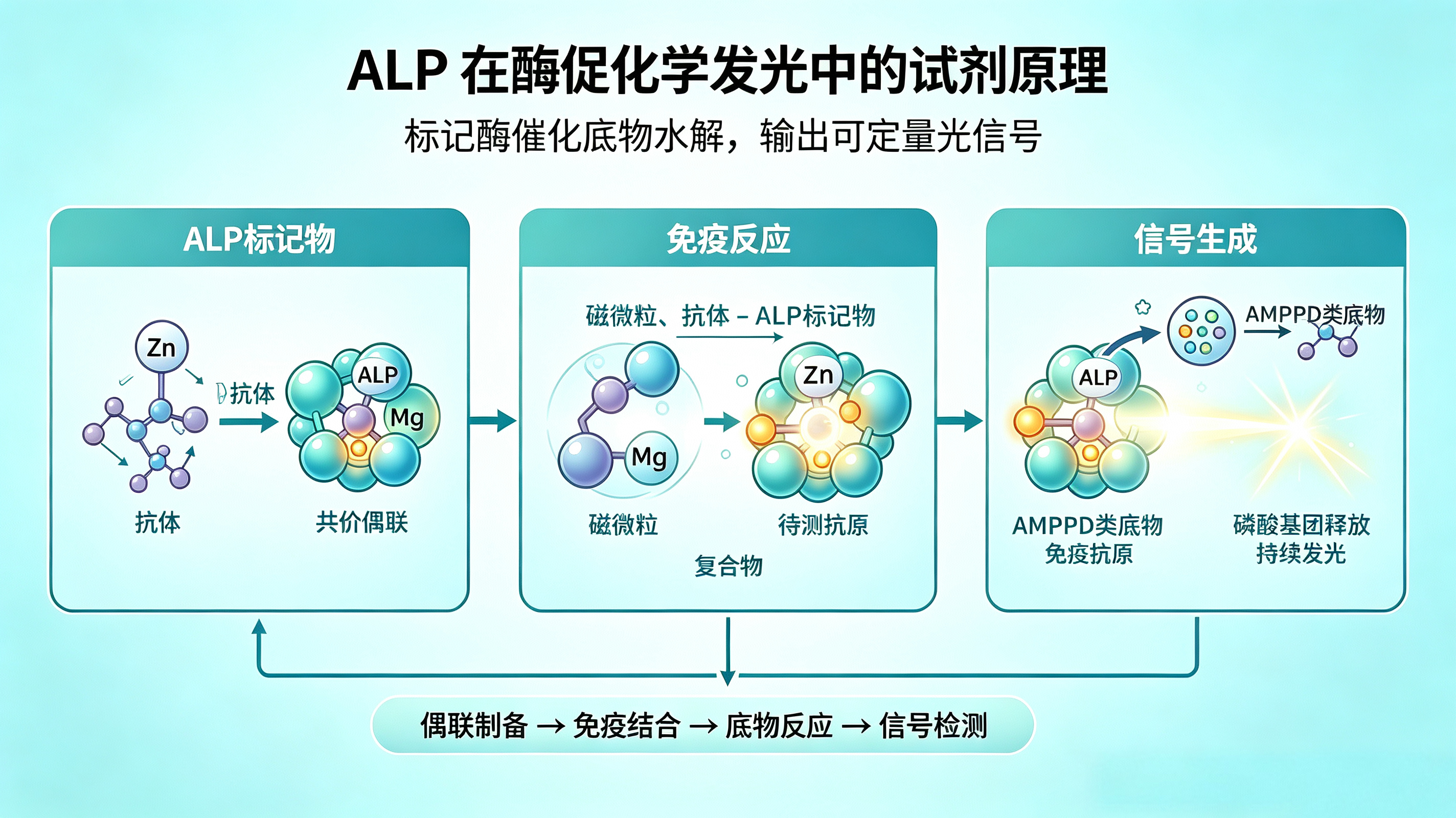 碱性磷酸酶ALP